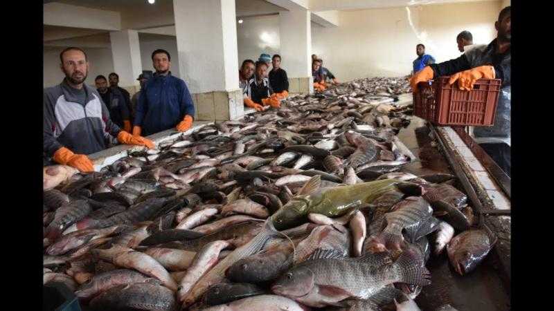 ارتفاع أسعار الأسماك اليوم الخميس 4-7-2024 في الأسواق