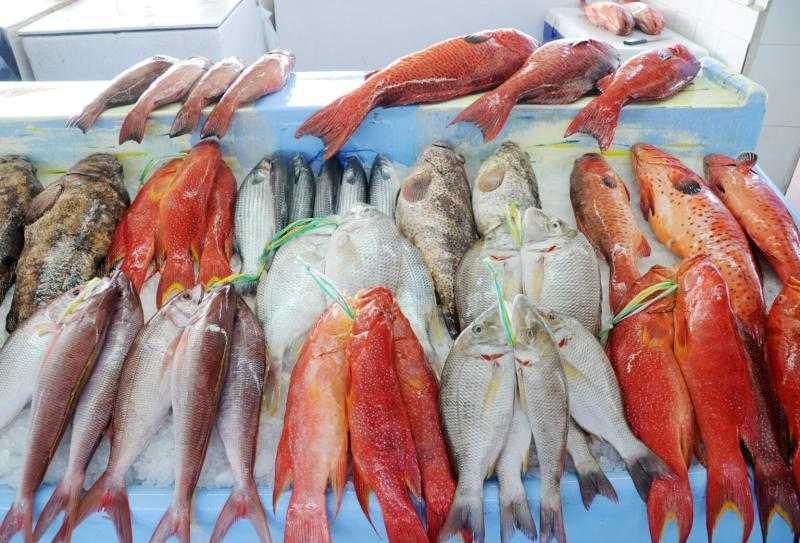 أسعار الأسماك اليوم الأحد 7-7-2024