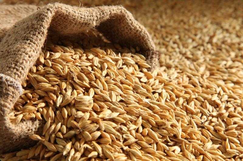 سعر الأرز الشعير اليوم السبت 6 يوليو 2024